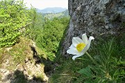Sui monti sopra casa, Corna Bianca, Costone, Filaressa, da Salmezza il 28 maggio 2020   - FOTOGALLERY